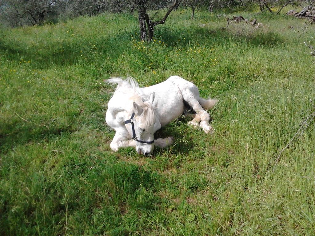 Agriturismo Il Cavallone Villa Montelupo Fiorentino Buitenkant foto